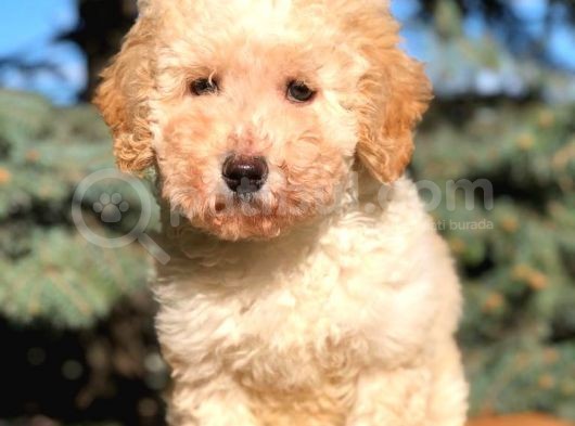 Kali̇teli̇ Toy Poodle Yavrumuz Yeni̇ Yuvasini Bekli̇yor