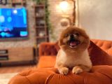 Pomerani̇an Boo Yeti̇şki̇n Üst Kali̇te Kizimiz İçi̇n Bi̇ze Ulaşabi̇li̇rsi̇ni̇z