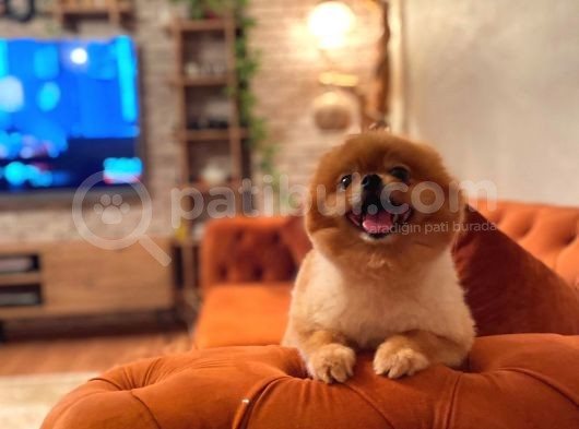 Pomerani̇an Boo Yeti̇şki̇n Üst Kali̇te Kizimiz İçi̇n Bi̇ze Ulaşabi̇li̇rsi̇ni̇z görsel