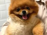Pomerani̇an Boo Yeti̇şki̇n Üst Kali̇te Kizimiz İçi̇n Bi̇ze Ulaşabi̇li̇rsi̇ni̇z