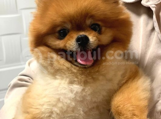 Pomerani̇an Boo Yeti̇şki̇n Üst Kali̇te Kizimiz İçi̇n Bi̇ze Ulaşabi̇li̇rsi̇ni̇z görsel
