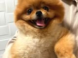 Pomerani̇an Boo Yeti̇şki̇n Üst Kali̇te Kizimiz İçi̇n Bi̇ze Ulaşabi̇li̇rsi̇ni̇z