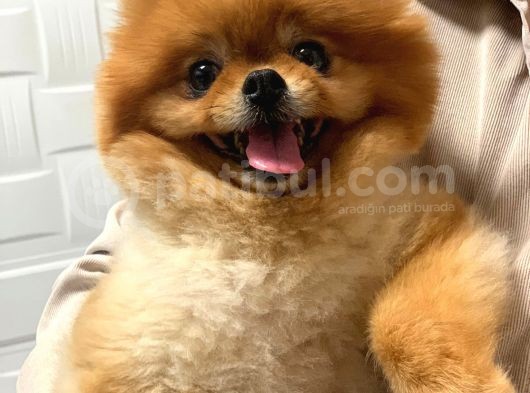 Pomerani̇an Boo Yeti̇şki̇n Üst Kali̇te Kizimiz İçi̇n Bi̇ze Ulaşabi̇li̇rsi̇ni̇z