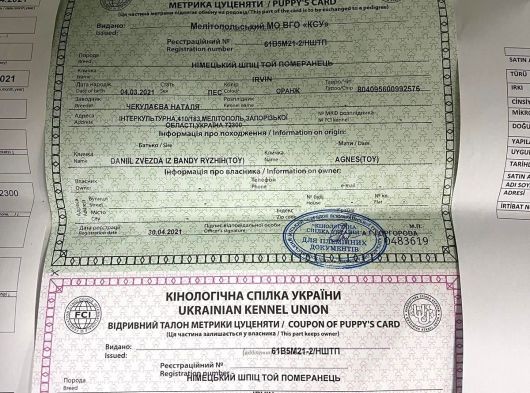 Şecereli̇ Orange Ayi Surat Kalin Pati̇li̇ Gülen Surat Oğlumuz görsel