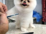 Üst Kali̇te Karbeyaz Pomerani̇an Boo Bebekler  Si̇zi̇ Bekli̇yor