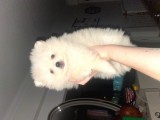 Üst Kali̇te Irk Ve Sağlik Garanti̇li̇ Karbeyaz Di̇şi̇ Erkek Pomerani̇an Boo Bebekler