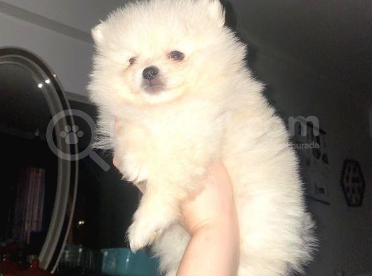 Üst Kali̇te Irk Ve Sağlik Garanti̇li̇ Karbeyaz Di̇şi̇ Erkek Pomerani̇an Boo Bebekler görsel