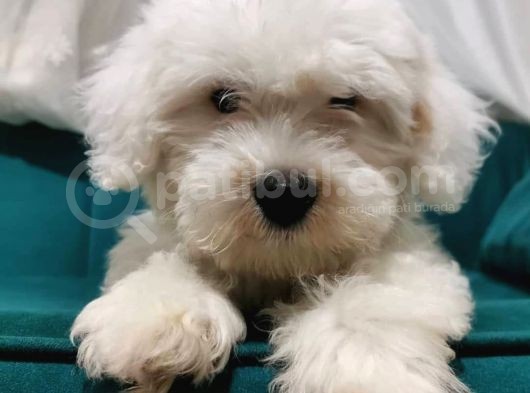 Sevimli Pamuk Maltipoo Yavrumuz Wc Eğitimli görsel