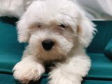 Sevimli Pamuk Maltipoo Yavrumuz Wc Eğitimli