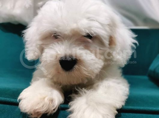 Sevimli Pamuk Maltipoo Yavrumuz Wc Eğitimli görsel