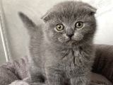 A Kali̇te Sifir Kulak Scotti̇sh Fold Ve Bri̇ti̇sh Shorthai̇r Yavrularimiz
