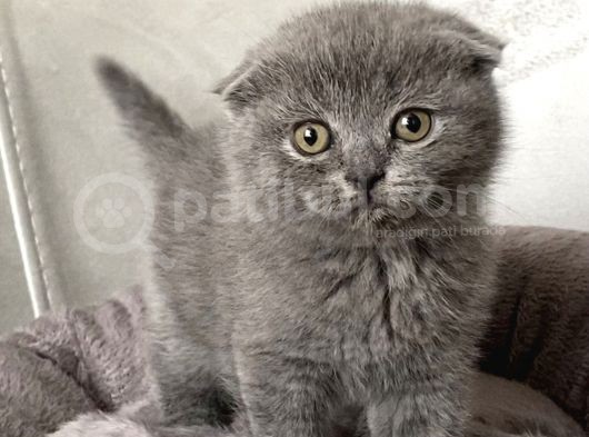 A Kali̇te Sifir Kulak Scotti̇sh Fold Ve Bri̇ti̇sh Shorthai̇r Yavrularimiz
