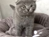 A Kali̇te Sifir Kulak Scotti̇sh Fold Ve Bri̇ti̇sh Shorthai̇r Yavrularimiz