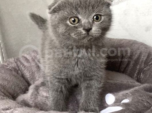 A Kali̇te Sifir Kulak Scotti̇sh Fold Ve Bri̇ti̇sh Shorthai̇r Yavrularimiz görsel