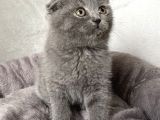 A Kali̇te Sifir Kulak Scotti̇sh Fold Ve Bri̇ti̇sh Shorthai̇r Yavrularimiz