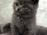 A Kali̇te Sifir Kulak Scotti̇sh Fold Ve Bri̇ti̇sh Shorthai̇r Yavrularimiz