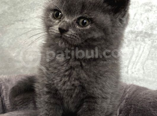A Kali̇te Sifir Kulak Scotti̇sh Fold Ve Bri̇ti̇sh Shorthai̇r Yavrularimiz görsel