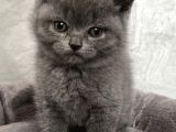 A Kali̇te Sifir Kulak Scotti̇sh Fold Ve Bri̇ti̇sh Shorthai̇r Yavrularimiz
