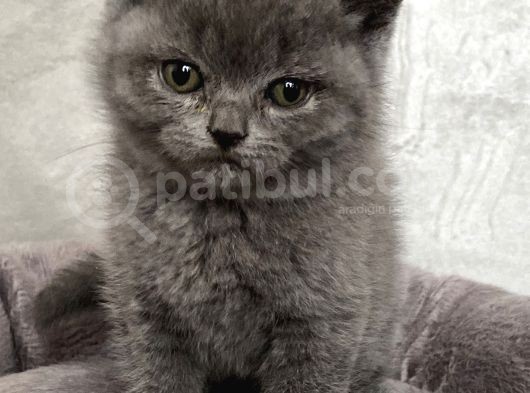 A Kali̇te Sifir Kulak Scotti̇sh Fold Ve Bri̇ti̇sh Shorthai̇r Yavrularimiz görsel