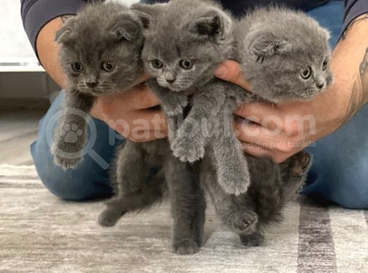 A Kali̇te Sifir Kulak Scotti̇sh Fold Ve Bri̇ti̇sh Shorthai̇r Yavrularimiz görsel
