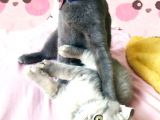 2 Aylık Scottish Fold