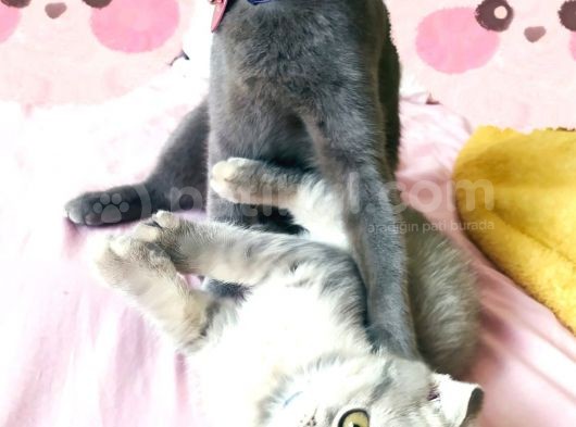 2 Aylık Scottish Fold görsel