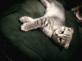 2 Aylık Scottish Fold