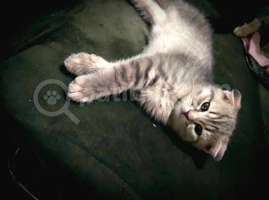 2 Aylık Scottish Fold