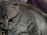 2 Aylık Scottish Fold