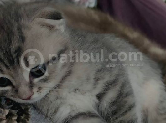 2 Aylık Scottish Fold görsel