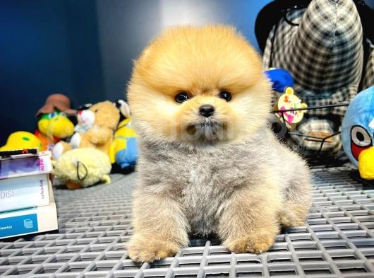 Yavru Patiler Güvencesi Ile Yeni Gelen Tedybear Pomeranian görsel