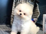 Yavru Patiler Güvencesi ile Yeni Gelen Tedybear Pomeranian