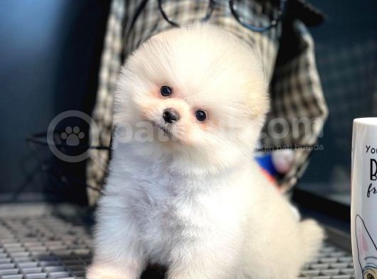 Yavru Patiler Güvencesi Ile Yeni Gelen Tedybear Pomeranian