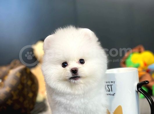 Yavru Patiler Güvencesi Ile Yeni Gelen Tedybear Pomeranian