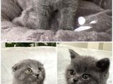 A Kali̇te Sifir Kulak Scotti̇sh Fold Ve Bri̇ti̇sh Shorthai̇r Yavrularimiz