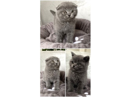 A Kali̇te Sifir Kulak Scotti̇sh Fold Ve Bri̇ti̇sh Shorthai̇r Yavrularimiz görsel