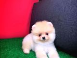 Yavru Patiler Güvencesi Ile Yeni Gelen Tedybear Pomeranian