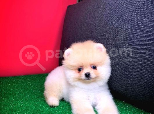 Yavru Patiler Güvencesi Ile Yeni Gelen Tedybear Pomeranian görsel