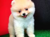 Yavru Patiler Güvencesi ile Yeni Gelen Tedybear Pomeranian