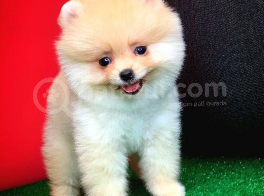 Yavru Patiler Güvencesi Ile Yeni Gelen Tedybear Pomeranian