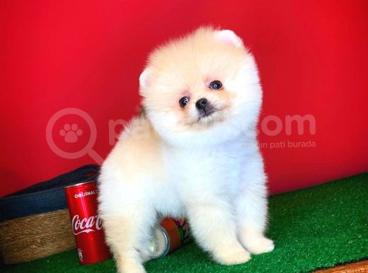 Yavru Patiler Güvencesi Ile Yeni Gelen Tedybear Pomeranian görsel