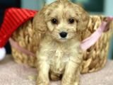 Show Kalite Maltipoo Bebekler