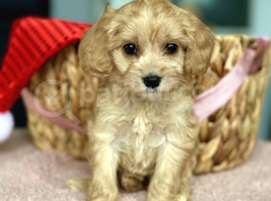 Show Kalite Maltipoo Bebekler