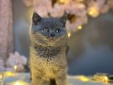 Panda Surat Nadi̇r Renk Bri̇ti̇sh Shorthai̇r Li̇lac