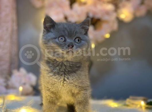 Panda Surat Nadi̇r Renk Bri̇ti̇sh Shorthai̇r Li̇lac