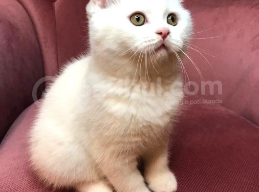 British Shorthair 2.Aylık görsel