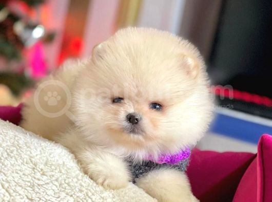 Safkan Ayı Surat Pomeranian Boo Yavrularımız görsel