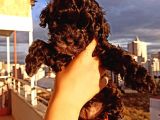 Toy Poodle Bebeğimiz