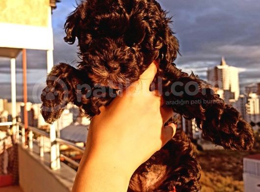 Toy Poodle Bebeğimiz