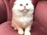 British Shorthair 2.Aylık